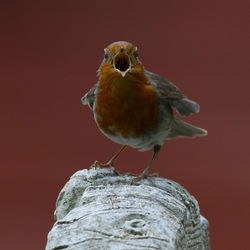 Close-up of bird perching on wood