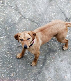 High angle portrait of puppy on floor in city