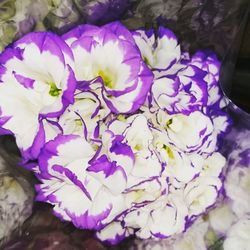 Close-up of flowers