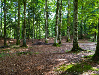 Trees in forest