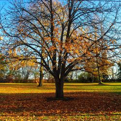 Trees in autumn