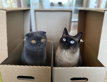 Portrait of cats in box