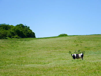 Cows on grassy field against clear sky