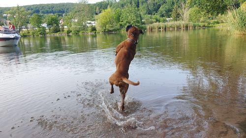 Dog in a lake