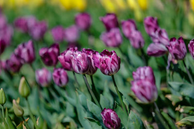 Close-up of pink flowering plants