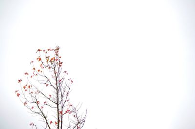 Low angle view of trees against clear sky