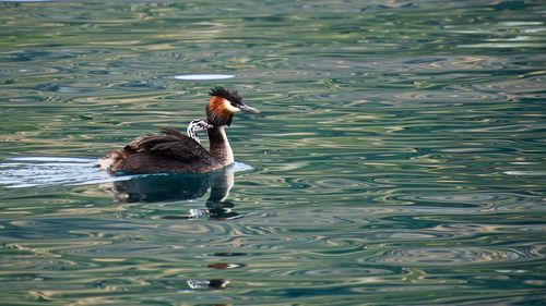 Full length of duck swimming in lake
