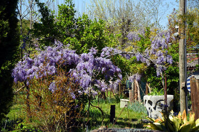 Purple flowering plants against trees