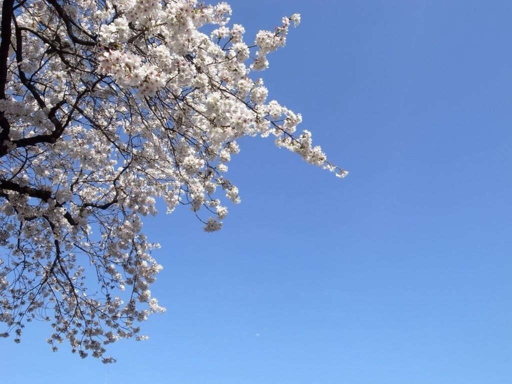 clear sky, low angle view, tree, branch, blue, flower, beauty in nature, nature, growth, cherry blossom, copy space, freshness, fragility, white color, blossom, cherry tree, day, outdoors, springtime, tranquility