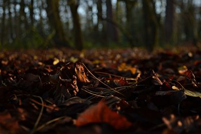 Surface level of dried leaves on field