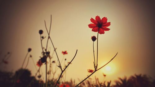 Close-up of red poppy flowers growing on field against sky