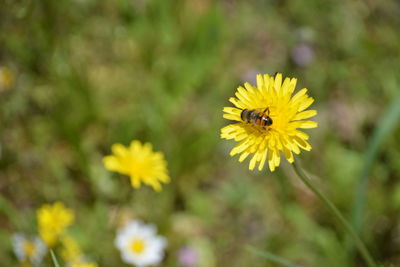 Close-up of insect on yellow flower