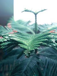 Close-up of leaf on tree