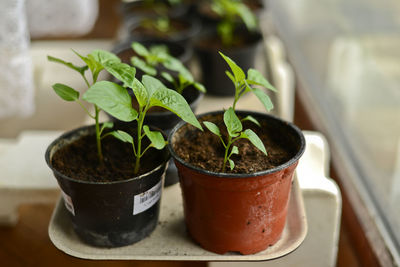 Close-up of potted plant