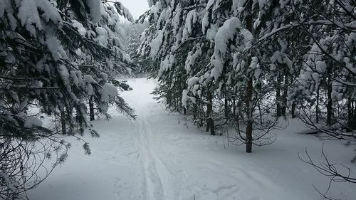 Snow covered trees in forest against sky