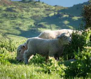 Side view of an animal on field