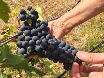 High angle view of person hand holding grapes in vineyard