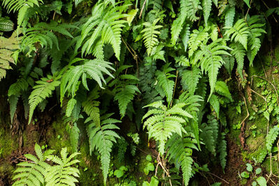 Detail shot of leaves