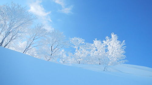 Low angle view of trees against blue sky