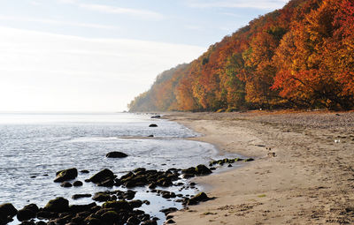 Autumn trees at beach