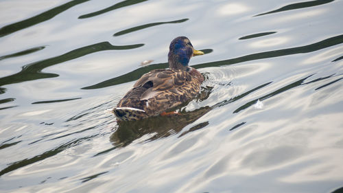 Duck swimming in a lake