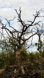 Low angle view of bare trees against sky