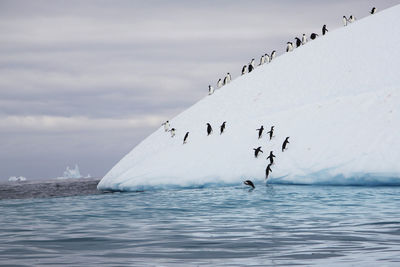 Large group of penguins climbing iceberg