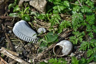 Close-up of snails on ground