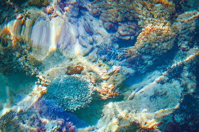 Full frame shot of coral in sea