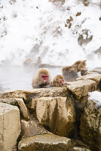 Snow monkeys sitting in the hot springs