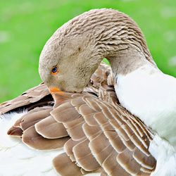 Close-up of bird