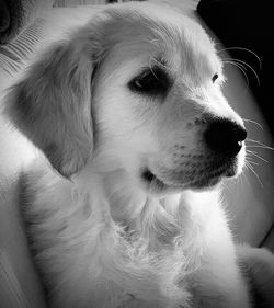 Close-up of dog looking away