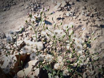 Close-up of plants