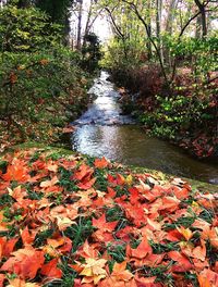 Autumn leaves in river