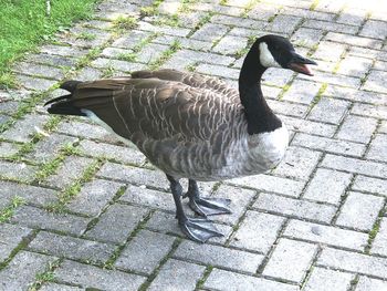 High angle view of a bird