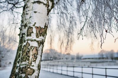 Frozen trees on snow covered land against sky