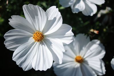 Close-up of white flower blooming outdoors