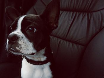 Close-up of french bulldog sitting on black seat