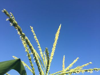 Low angle view of stalks against clear blue sky