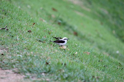 Bird perching on a field