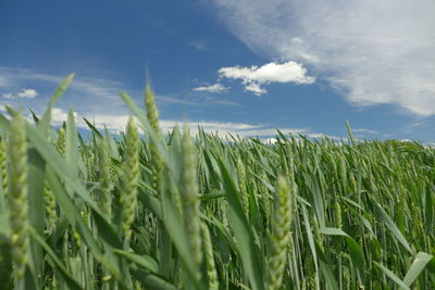 Wheat growing on field against sky