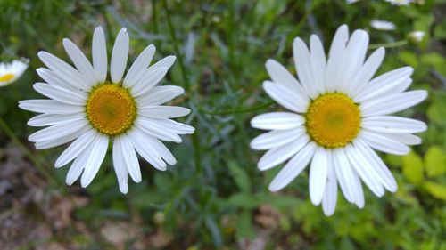 Close-up of white daisy flower