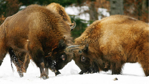 Bison on snowy field