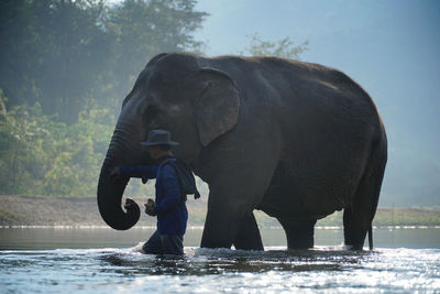 Young man standing by elephant in lake