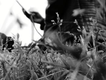 Close-up of crab on plants