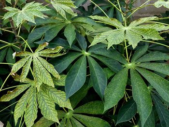 Full frame shot of green plant