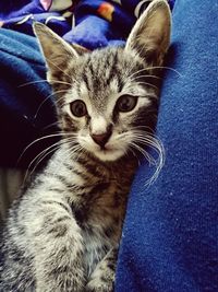 Close-up portrait of cat