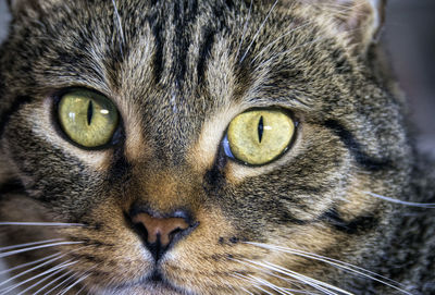 Cat's eyes on the camera