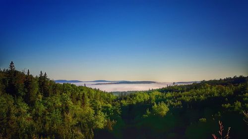 Scenic view of forest against clear blue sky