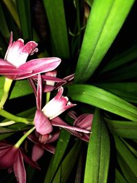 Close-up of flower plant